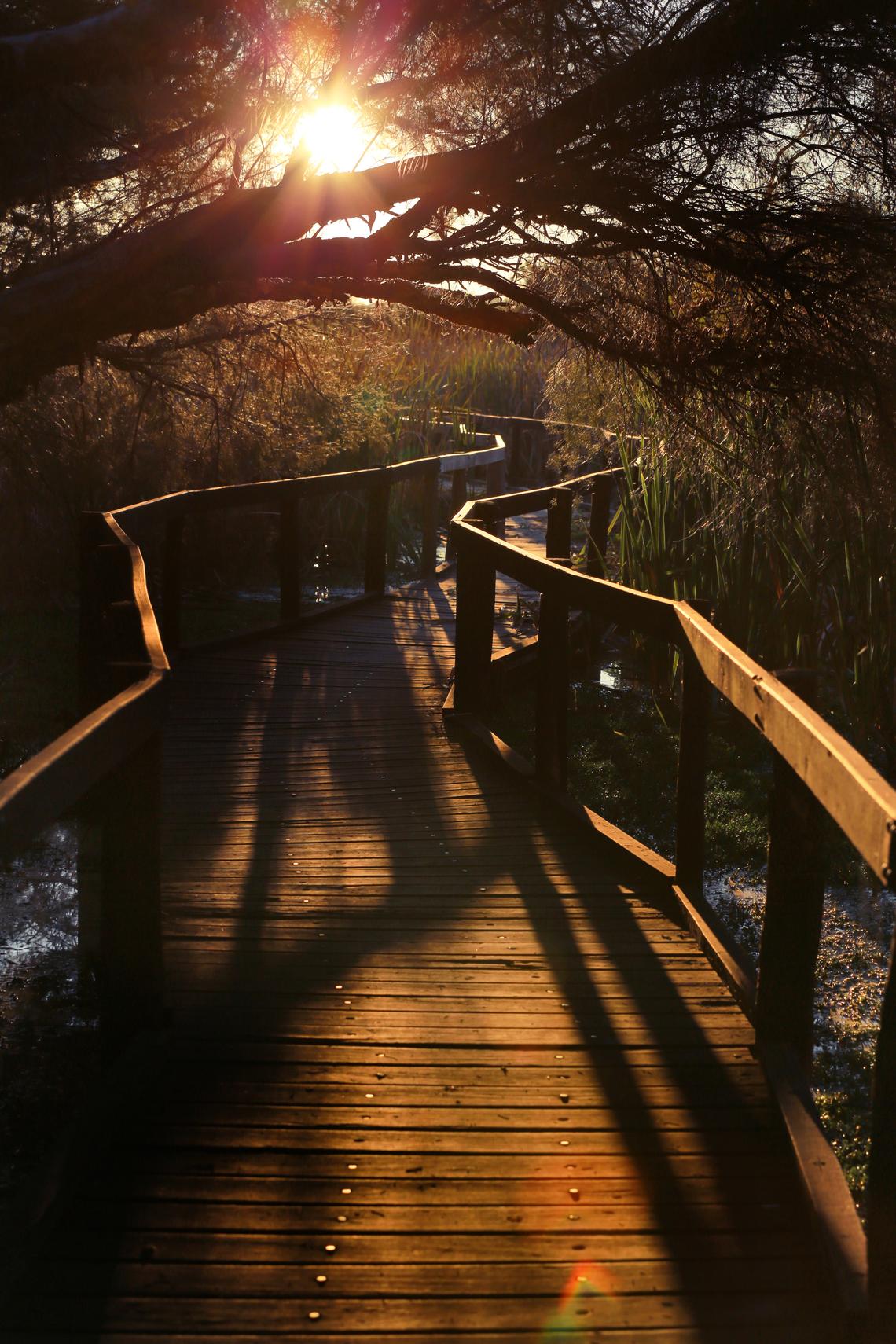 Wetlands sunset